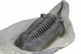 Huge, Morocconites Trilobite Fossil - Ofaten, Morocco #255446-4